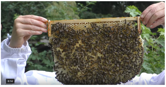 netwerk natuurlijk imkeren