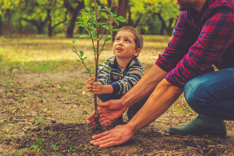 Bomen planten in Vlaanderen